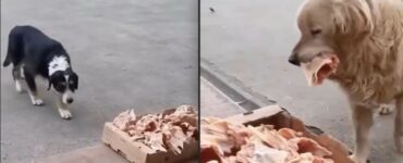 Macellaio mette da mangiare a cagnolini randagi