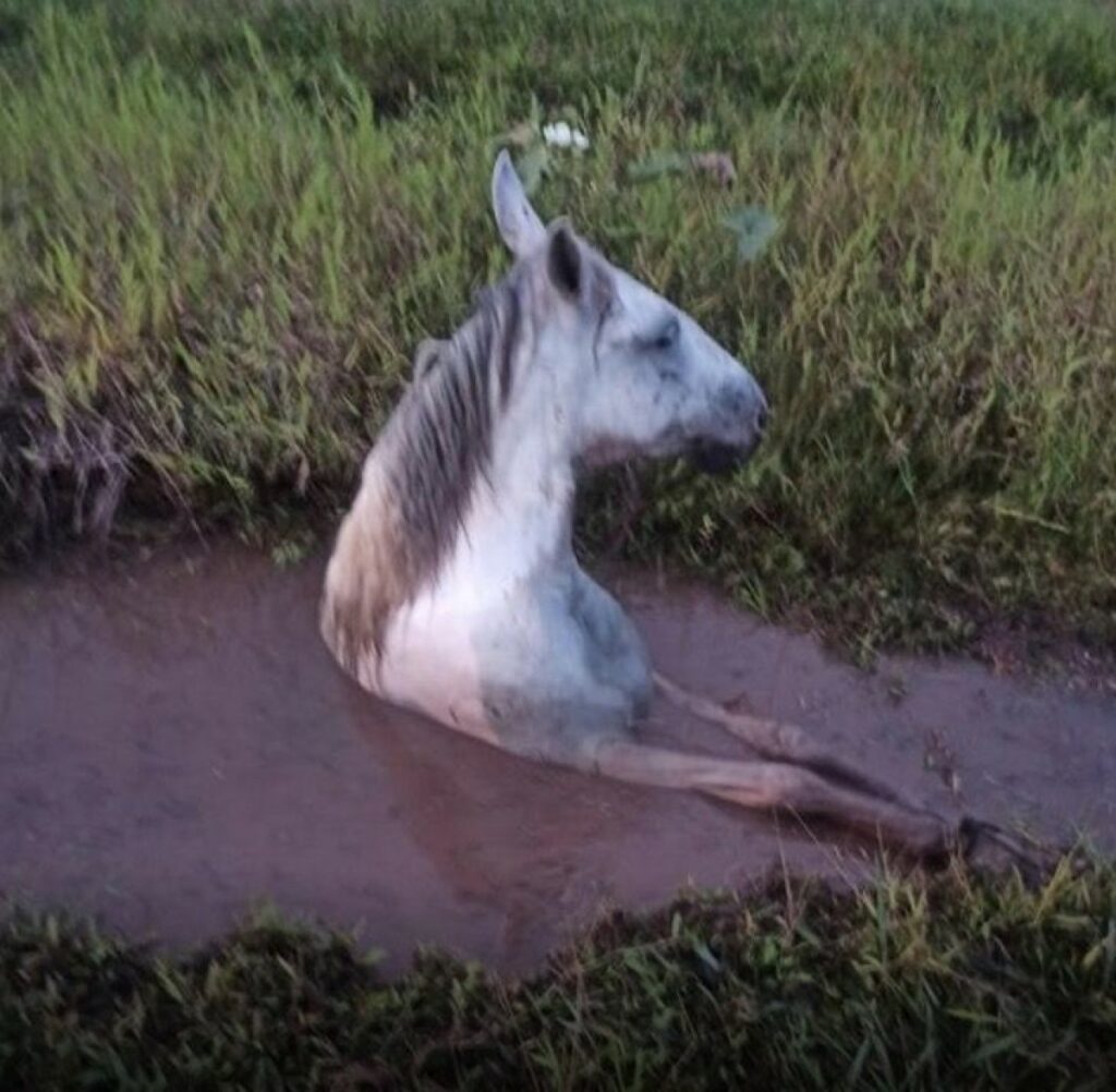 Cavallo salvato dai Vigili del fuoco