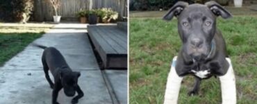 Adottano pitbull abbandonata a causa di un difetto alle zampe.