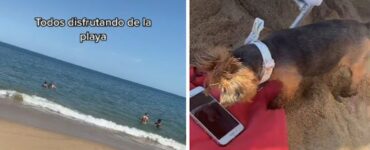 cane per la prima volta in spiaggia
