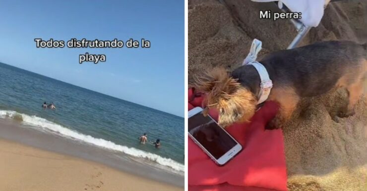 cane per la prima volta in spiaggia