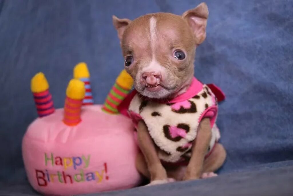 Piccola pitbull festeggia compleanno