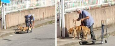 Porta cagnolino disabile a passeggio