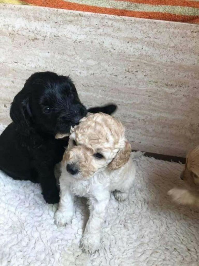 Cagnolini separati alla nascita si incontrano dopo tanto tempo