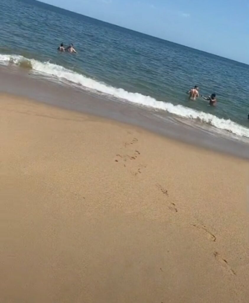 cane per la prima volta in spiaggia
