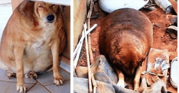 un cagnolino obeso che vuole amore