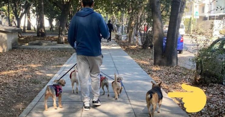cane randagio aspetta ogni mattina i suoi amici che arrivano al parco con il dog-sitter
