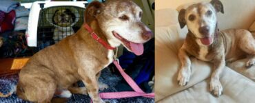 Un cane dopo 11 anni di vita di strada, si gode finalmente una casa tutta sua