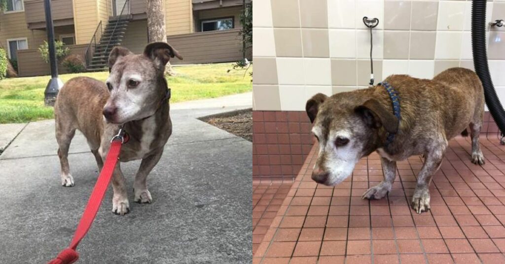 Un cane dopo 11 anni di vita di strada, si gode finalmente una casa tutta sua