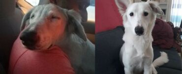 cane senzatetto non riesce a credere di avere finalmente una casa e una famiglia per lui