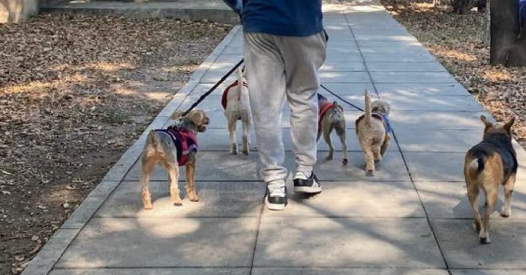 cane randagio aspetta ogni mattina i suoi amici che arrivano al parco con il dog-sitter