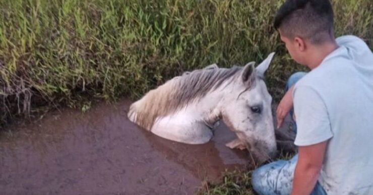 Cavallo salvato dai Vigili del fuoco