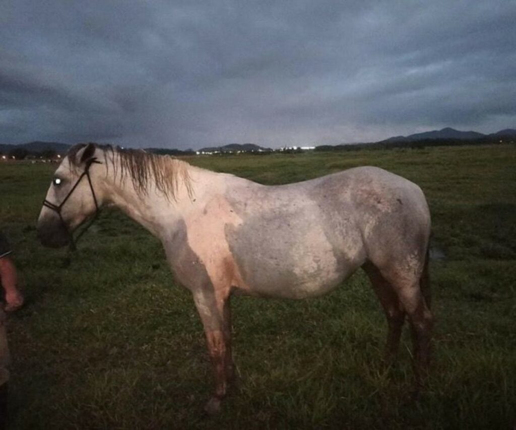 Cavallo salvato dai Vigili del fuoco