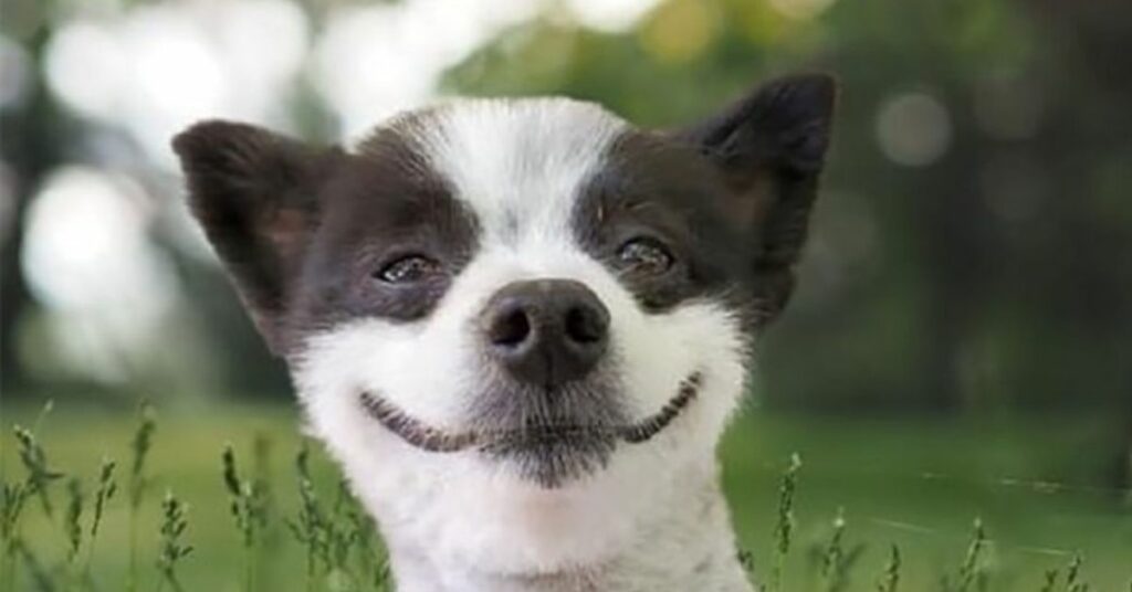 Chevy, dolcissimo cucciolo che sorride sempre e trasmette allegria