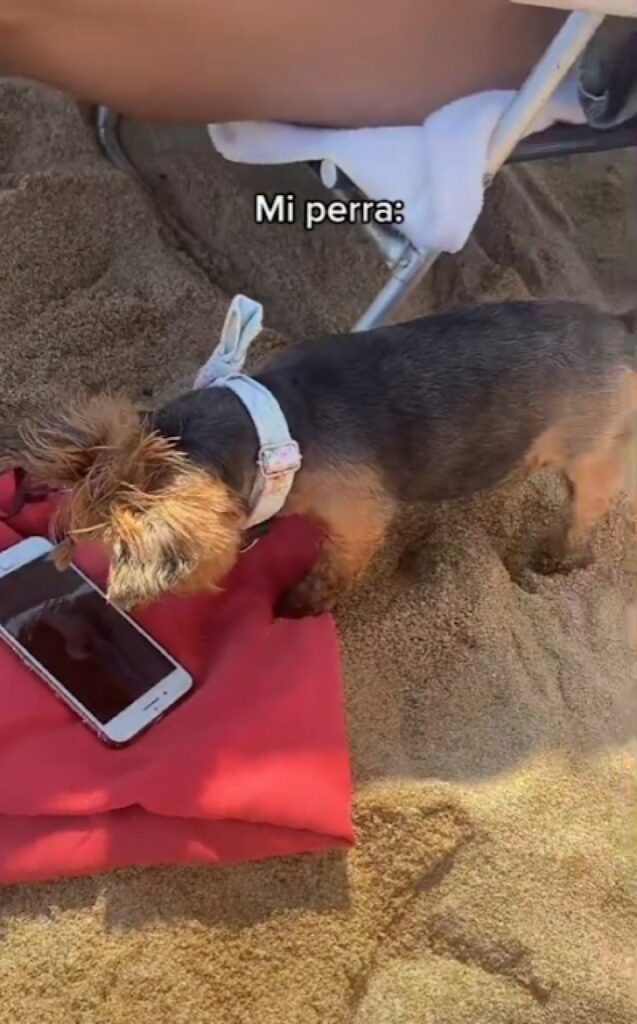 cane per la prima volta in spiaggia