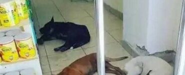 Cuccioli al caldo in una farmacia
