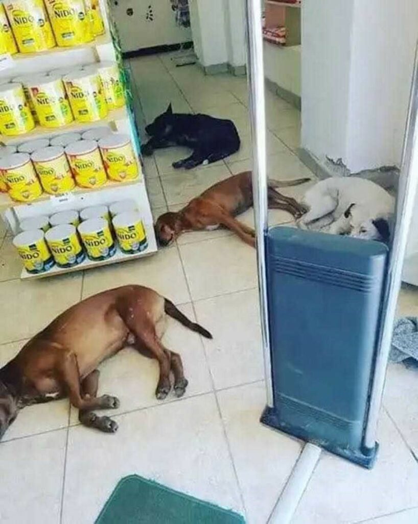 Cuccioli al caldo in una farmacia