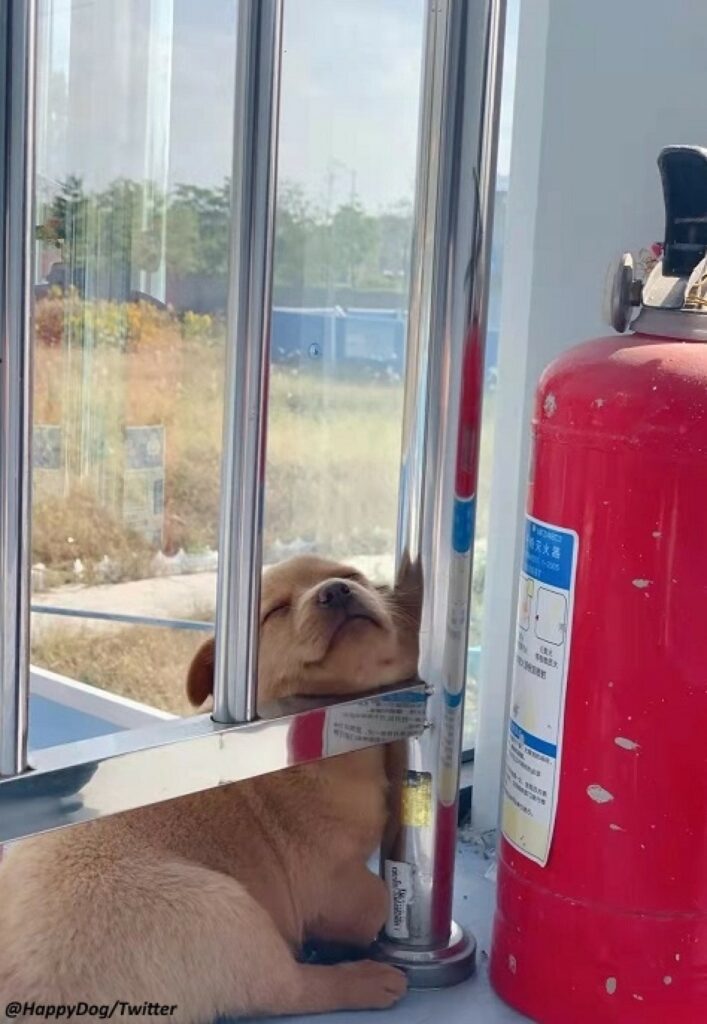 Adottano un simpatico cucciolo al lavoro che motiva i dipendenti