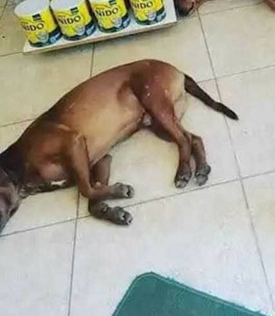 Cuccioli al caldo in una farmacia