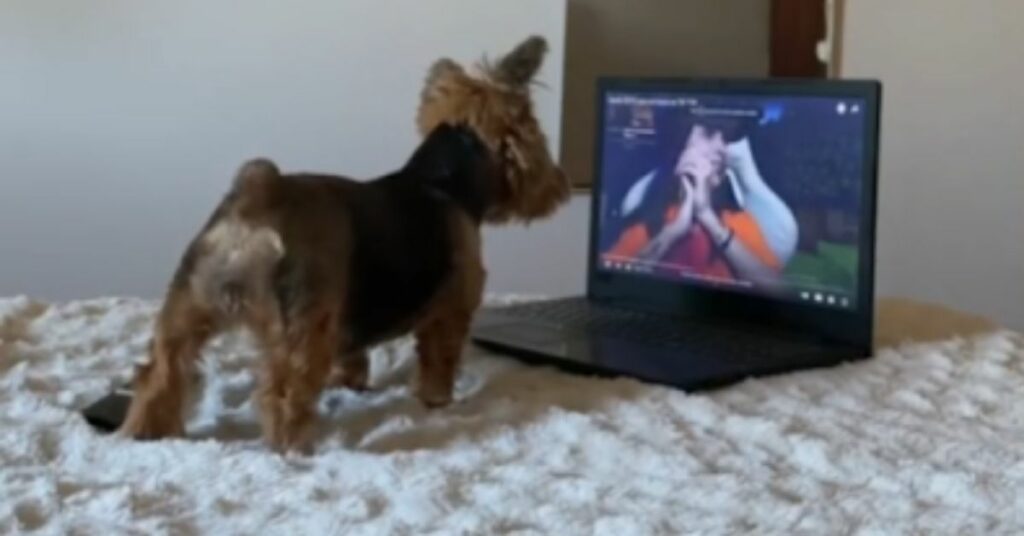 ragazza scopre che il suo cucciolo usa il computer come un esperto in sua assenza