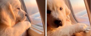 adorabile cucciolo si gode il suo primo volo in aereo al posto finestrino