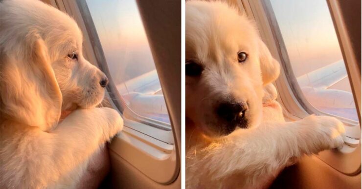 adorabile cucciolo si gode il suo primo volo in aereo al posto finestrino