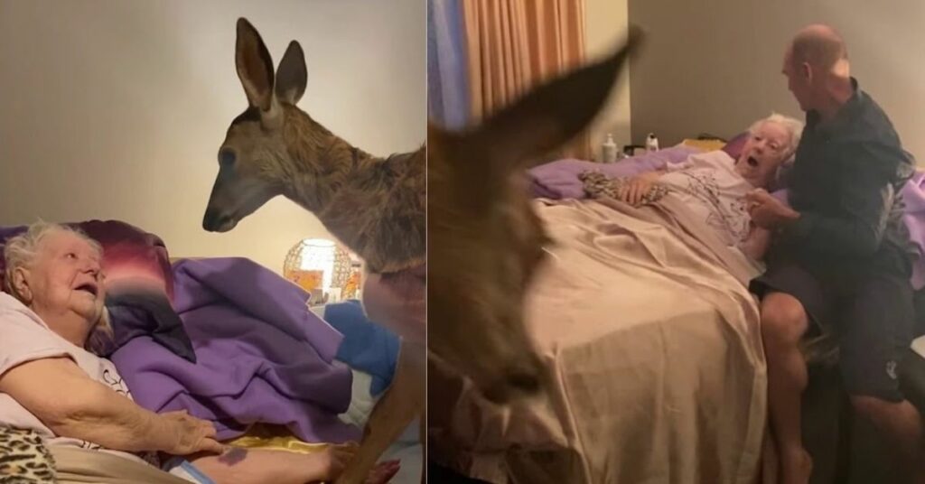 L'anziana fan di "Bambi" ha realizzato il suo sogno di incontrare un vero cucciolo cervo prima di morire