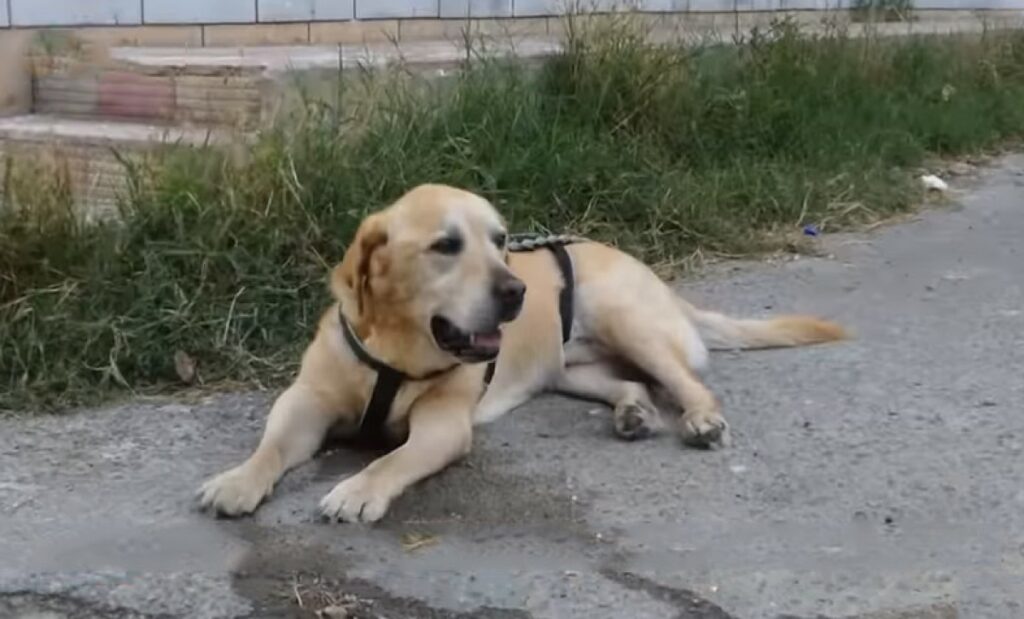 Porta cagnolino disabile a passeggio