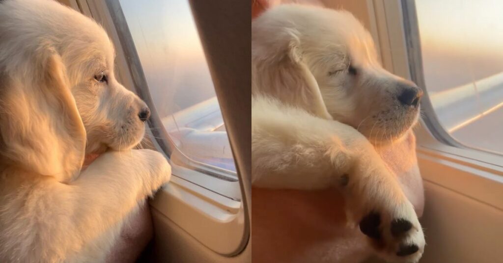 adorabile cucciolo si gode il suo primo volo in aereo al posto finestrino