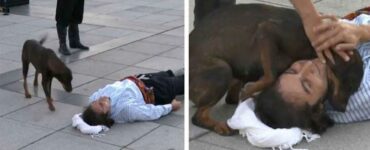 cucciolo randagio interrompe lo spettacolo teatrale per confortare l'attore che finge di essere ferito