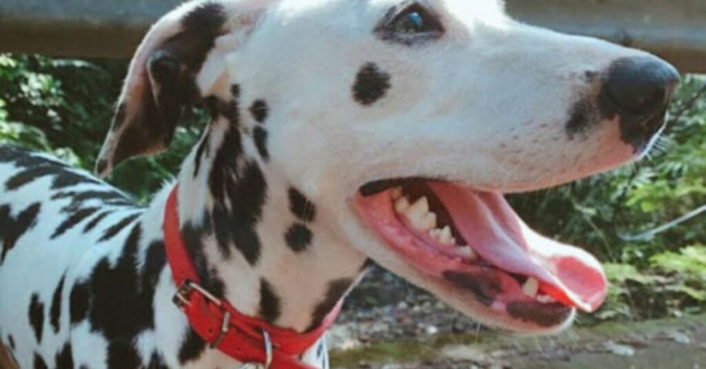 Dalmata trova un cucciolo abbandonato nel bosco e convince il suo umano ad adottarlo