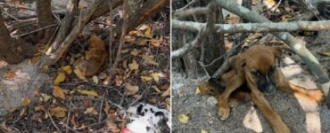 Dalmata trova un cucciolo abbandonato nel bosco e convince il suo umano ad adottarlo
