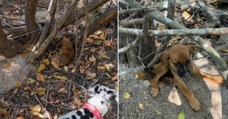 Dalmata trova un cucciolo abbandonato nel bosco e convince il suo umano ad adottarlo