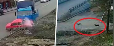 Due cani che vivono vicino ad un incrocio sono sempre in prima linea ad ogni incidente