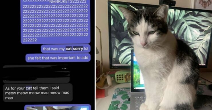 gatto non smette di mandare messaggi misteriosi ai colleghi della sua mamma