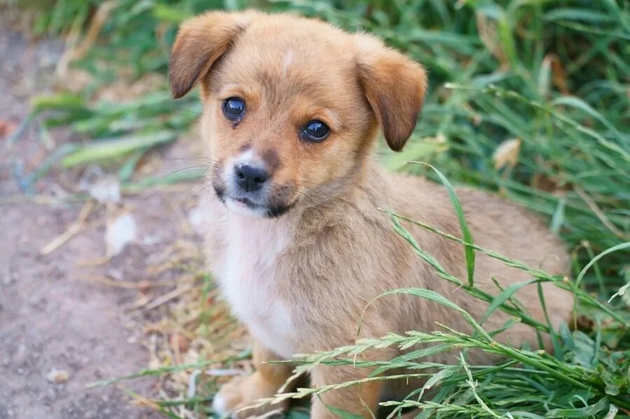 cagnolino tenero