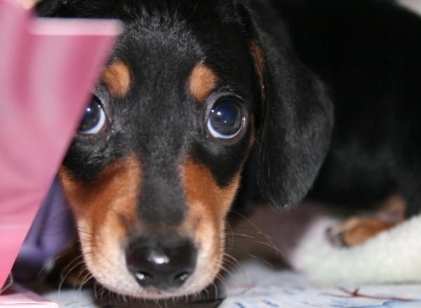 cane occhi preoccupato