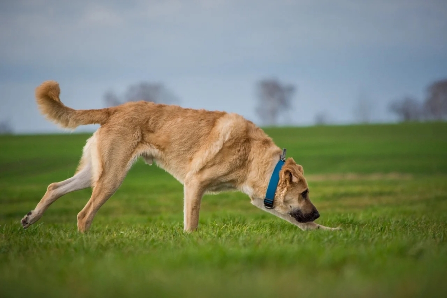 cane sul prato