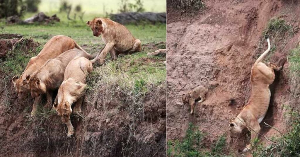 Mamma leonessa rischia la vita per salvare il suo cucciolo in pericolo