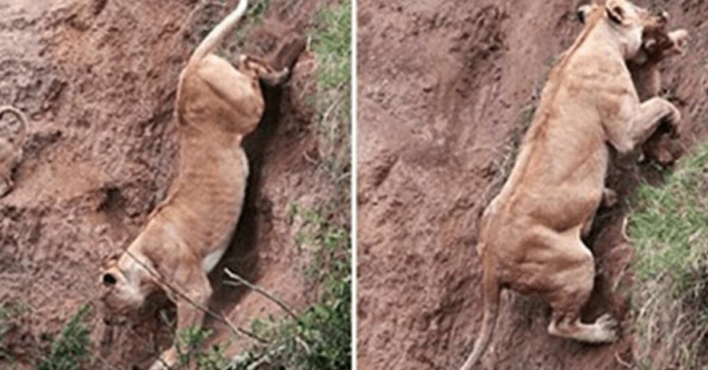Mamma leonessa rischia la vita per salvare il suo cucciolo in pericolo