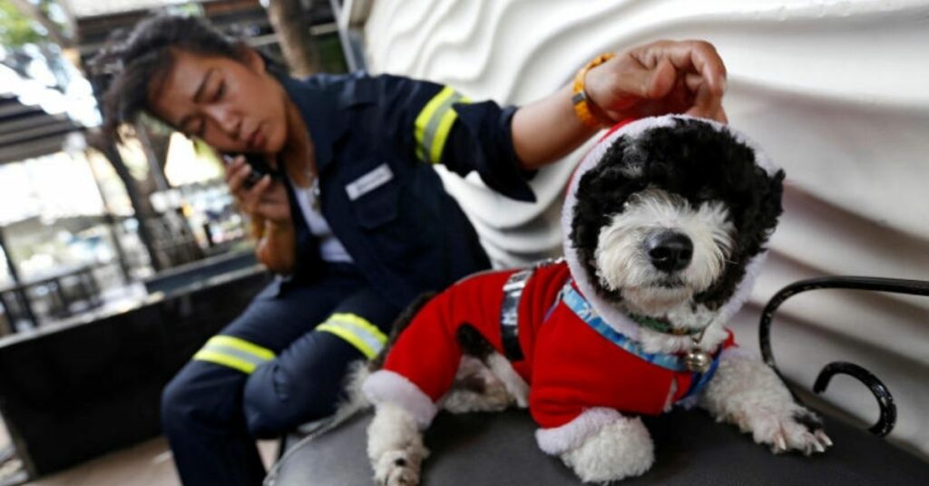 spazzina di Bangkok porta il suo cucciolo con lei al lavoro ogni giorno