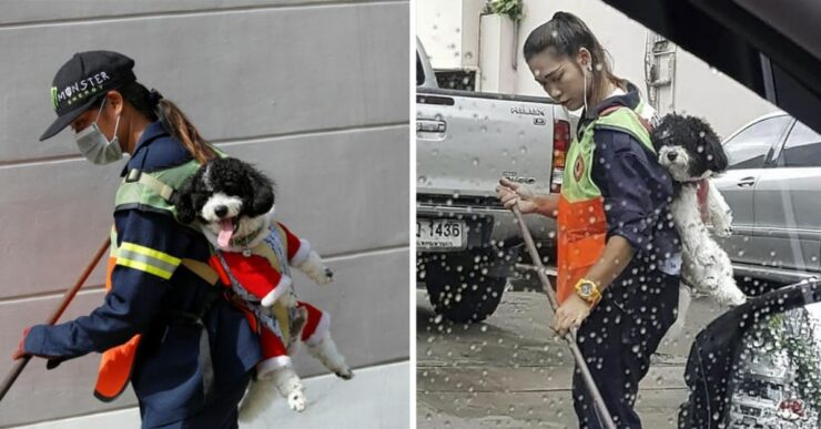 spazzina di Bangkok porta il suo cucciolo con lei al lavoro ogni giorno