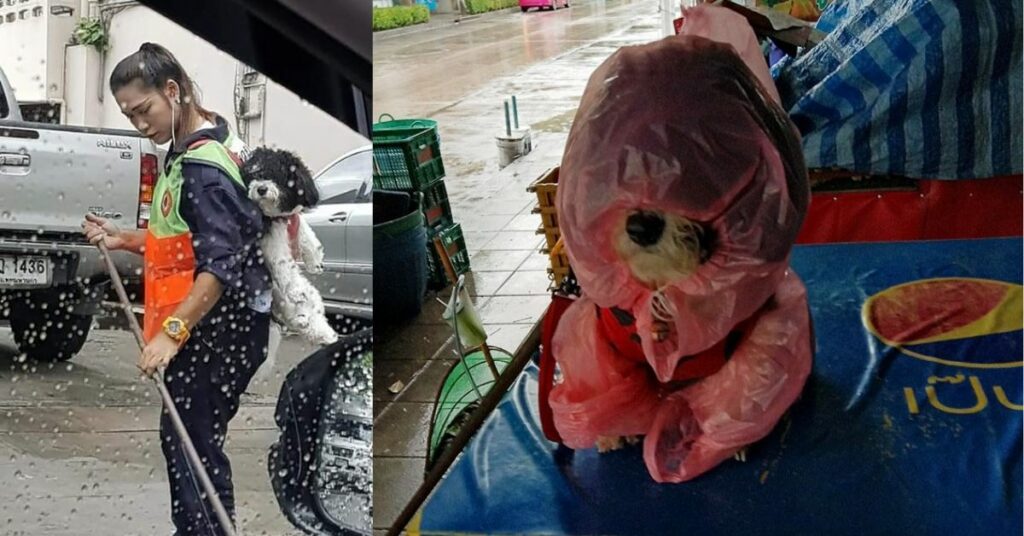 spazzina di Bangkok porta il suo cucciolo con lei al lavoro ogni giorno