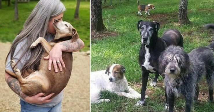 donna trasforma la sua casa in un ospizio per cani anziani