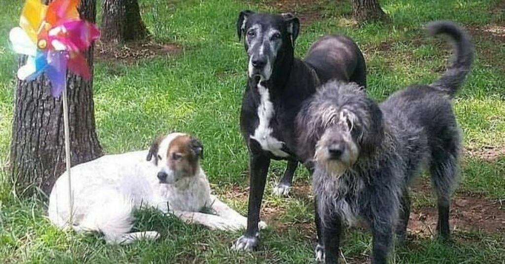 donna trasforma la sua casa in un ospizio per cani anziani