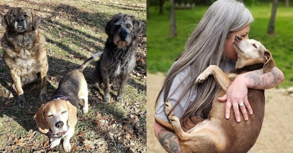 donna trasforma la sua casa in un ospizio per cani anziani