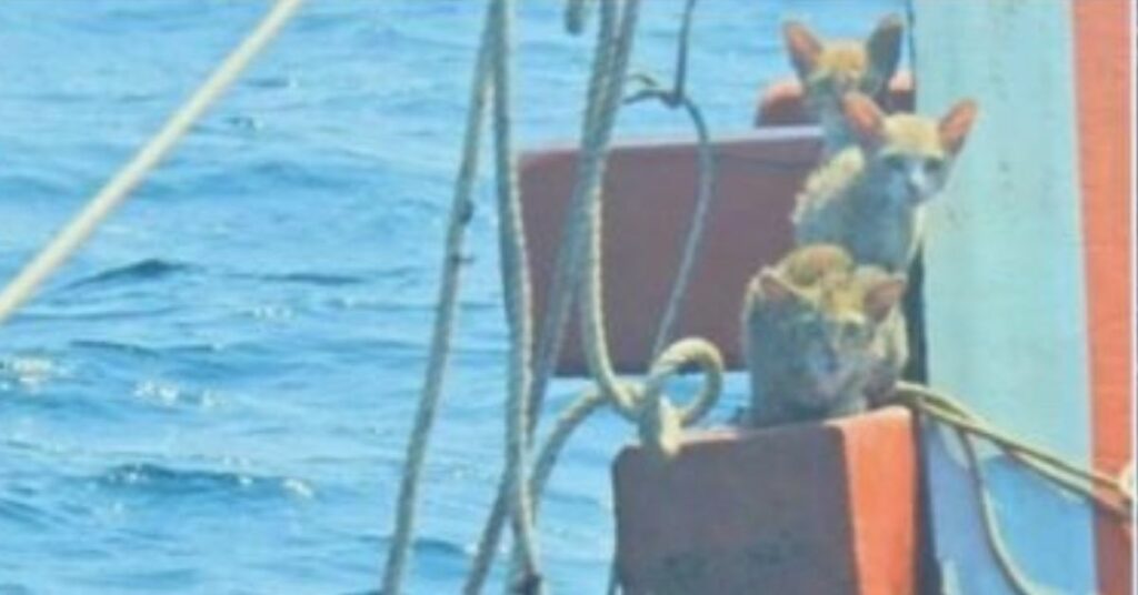 Un ufficiale della marina thailandese ha rischiato la vita per salvare quattro gattini