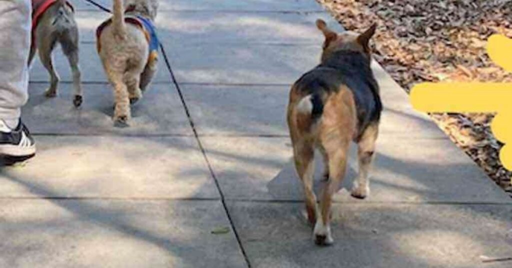 cane randagio aspetta ogni mattina i suoi amici che arrivano al parco con il dog-sitter