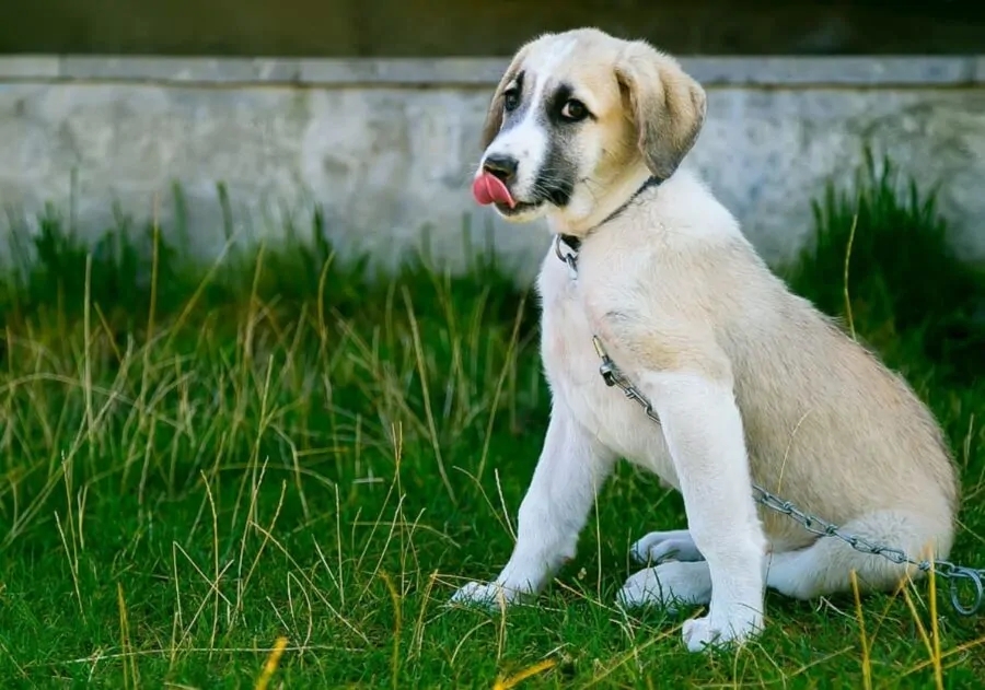 peloso dolce