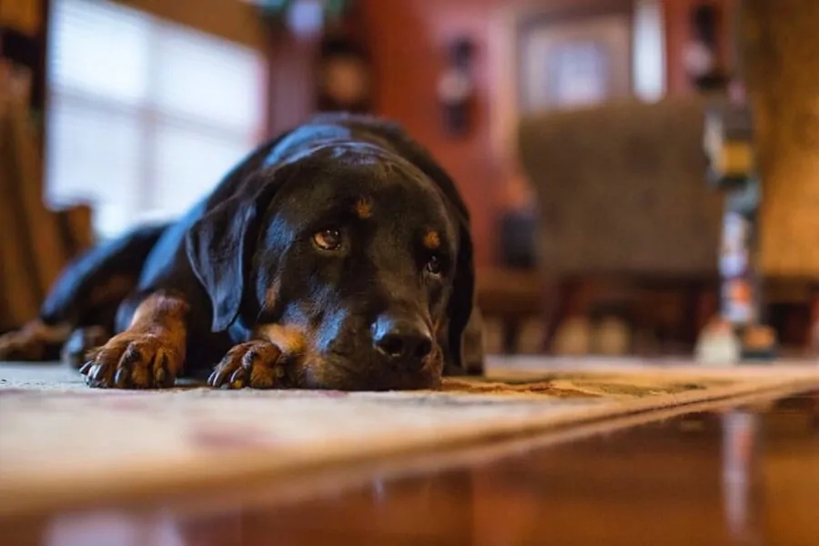 cane tenero